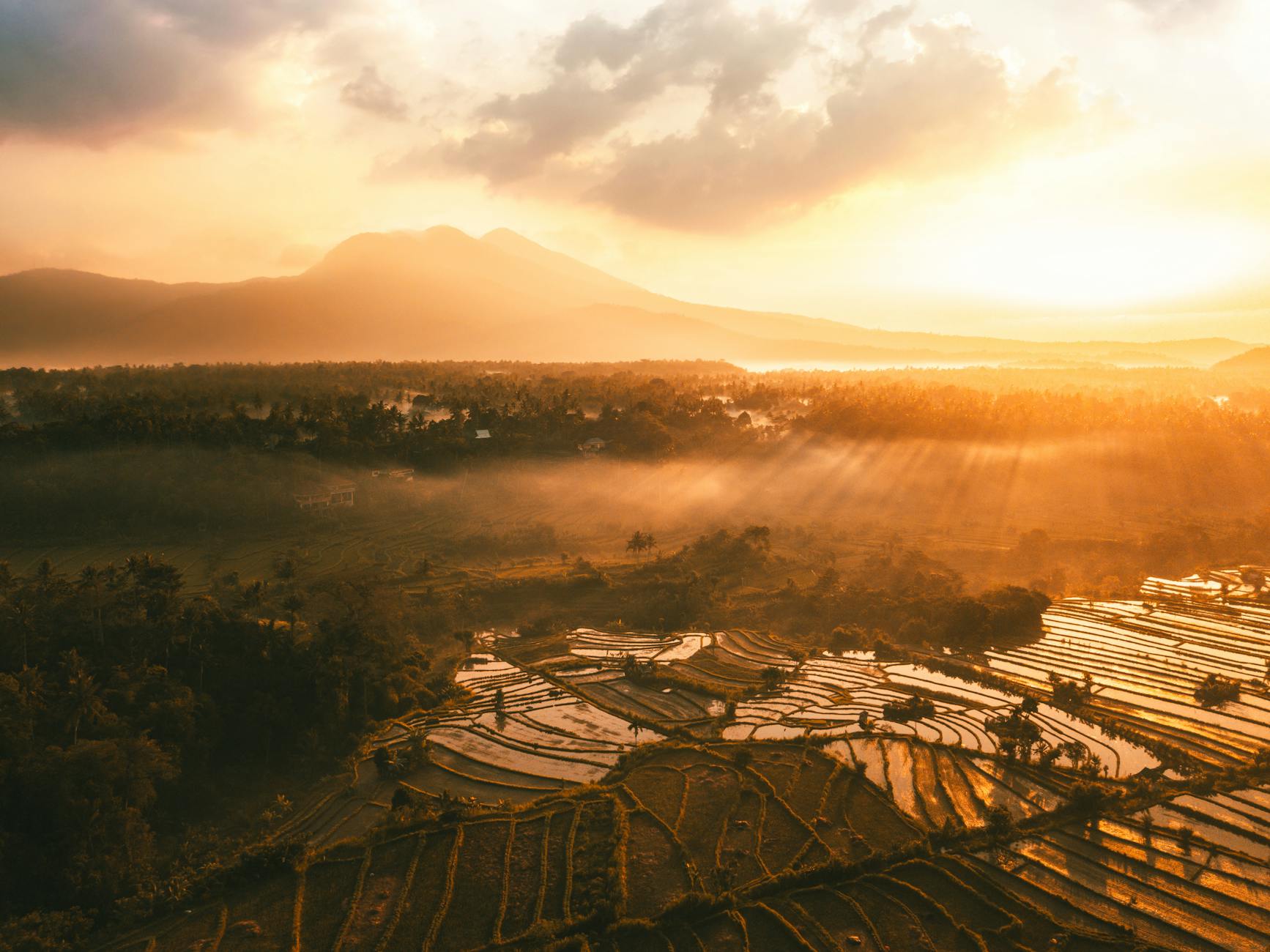 aerial photo of rice field