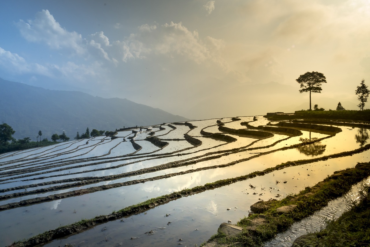 rice field, nature, laptop wallpaper